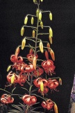 Lilium davidii a její početní kříženci s turbanovitými květy jsou u pěstitelů velmi oblíbení. Množí se snadno pacibulkami.