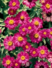 Růžové cínie (Zinnia angustifolia Profusion Cherry)