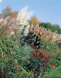 Trávy mohou být neobyčejně elegantní dominantou zahrady, zde vyniká "pampová" tráva (Cortaderia), Miscanthus, červenokvěté jiřiny a dosny s purpurovými listy