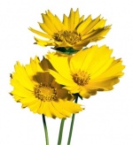 Květ Coreopsis grandiflora