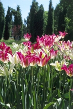 Tulipa x hybrid ´Groenland´