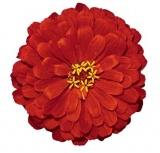 Rudá cínie (Zinnia elegans Scarlet Flame)