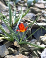 Tulipa tarda