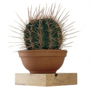 Kulový kaktus, jako je Ferocactus, může být také velmi atraktivní