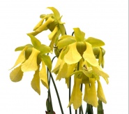 Květy špirlice žluté (Sarracenia flava) velmi intenzivně voní a hodí se k řezu