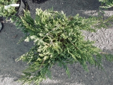 Jalovec polehlý (Juniperus horizontalis)