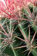 Mohutný Echinocactus zdobí červeně zbarvené trny. Tento druh může dosahovat výšky až 1,5 m a váhy 100 kg