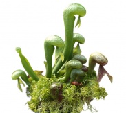 Darlingtonie kalifornská (Darlingtonia californica) je obtížně pěstovatelná, bývá proto chloubou každého pěstitele