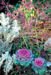 Zákoutí u pergoly v zahradě začátkem prosince: neonové plody krásnoplodky, bohatě rozvinuté okrasné zelí, kontrastní žlutá brslenu (Euonymus) a jasmínu (Jasminum nudiflorum) - vše je rámováno stříbřitou barvou listů smilu úzkolistého (Helichrysum angustifolium)