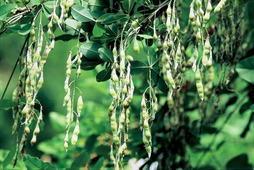 Lusky štědřence (Laburnum)