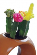 Gymnocalycium mihanovichii je kaktus výrazných barev a surrealistických tvarů