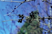 Řešetlák počistivý (Rhamnus catharticus) byl v minulosti léčivou a barvířskou rostlinou. Sliny se při žvýkání plodů barví modře až tmavohnědě, plody vyvolávají nevolnost a vodnaté průjmy