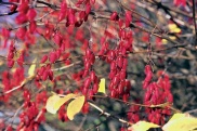 Dřišťál obecný (Berberis vulgaris) je zdobný, ale také jedovatý