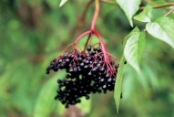Bez černý (Sambucus nigra) je spíše plevelnou dřevinou