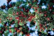 Jehličnatý tis (Taxus) je jedovatý celý - až na dužnaté oplodí