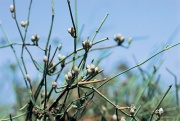 Chvojník (Ephedra) láká k ochutnání malé děti zdužnatělými šišticemi