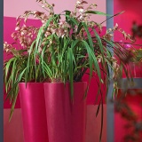 Cymbidium - vděčná květina, která i na Vánoce ozdobí váš byt