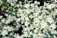 pryšovec vroubený (Agaloma marginata, syn. Euphorbia marginata)