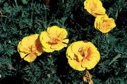 sluncovka (kalifornský máček - Eschscholtzia californica)