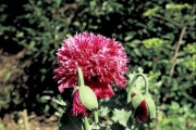 mák setý (Papaver somniferum)
