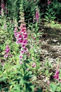 náprstník červený (Digitalis pupurea)