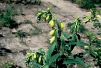 náprstník vlnatý (Digitalis lanata)