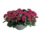 Kalanchoe umístěná do kvěináče nebo misky vytvoří zajímavé zátiší