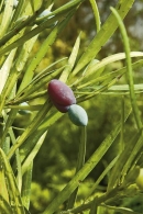 Samičí šištice rodu Podocarpus netvoří dřevnaté šišky, mají několik zdužnatělých semenných šupin s jediným semenem. Japonský druh Podocarpus macrophyllus bývá často pěstovaný v nádobách v interiérech
