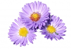 Astra (Aster dumosus) roste na východním pobřeží USA mezi státy New York a Louisiana zvláště na písečných lokalitách