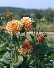 Jiřinka proměnlivá (Dahlia variabilis) kvete od června do prvních mrazů
