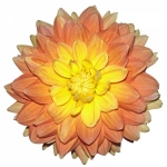 Květ jiřinky proměnlivé (Dahlia variabilis)