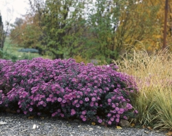 Řada kultivarů hvězdnice křovité (Aster dumosus) dorůstá 15-60 cm výšky a kvete bíle, růžově až tmavofialově