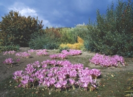 Ocún jesenní (Colchicum autumnale). Jeho vědecké jméno Colchicum se vztahuje ke krajině kolem Černého moře - ke Kolchidě, odkud pochází řada druhů