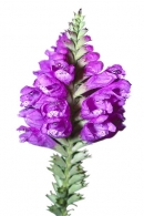 Květenství Physostegia virginiana. Nedá se říct, že jde o všeobecně rozšířenou trvalku, i když například v Německu se s ní setkáváme běžně