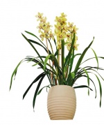 Cymbidium díky exotickému a nádhernému květu poslouží jako pěkná dekorace