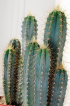 Echinocactus válcovitého tvaru