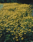 Vytrvalé třapatky (Rudbeckia fulgida var. sulivantil ´Goldsturm´) se v příznivých podmínkách dokážou rozrůst do zlatého moře