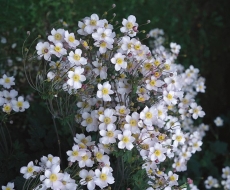 Krásné kultivary japonských sasanek (Anemone Japonica hybrid) vynikají na pozadí keřů s tmavšími listy