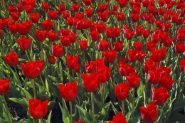 Šlechtěním postupně vzniklo přes šest tisíc zaregistrovaných odrůd tulipánů a každoročně firmy představují další a další. Nejnovějším hitem v Holandsku však nyní jsou znovuobjevené, třeba 150 let staré odrůdy, které se zachovaly třeba jen v několika rostlinách