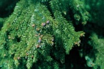 Do menší vřesové zahrádky se skvěle hodí štíhlý smrk Pančičův (Picea omorika)