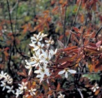 V jakékoli půdě můžete pěstovat vzdušný muchovník (Amelanchier), kterým můžete oživit i vřesoviště