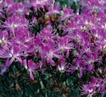 Mezi vřesovištní druhy patří i azalky a rododendrony (vše rod Rhododendron)