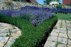 Detail uzlového záhonu - zimostráz (Buxus sempervirens) lemuje bylinkovou směs