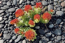 Sedum integrifolium vyžaduje humózní vlhké stanoviště, v létě je potřeba ho přistínit