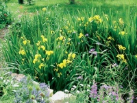 Porost v kořenové čistírně (zde převažuje kosatec žlutý - Iris pseudoacorus) je nejen užitečný, ale i krásný