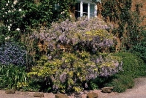 Na přelomu května a června předává vládu modrá wistárie a Ceanothus spoustě popínavých růží