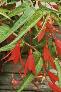 Begonia boliviensis je jedn&iacute;m z rodičů velkokvět&yacute;ch hl&iacute;znat&yacute;ch hybridů. Křehce vyhl&iacute;žej&iacute;c&iacute; plan&yacute; druh m&aacute; v&scaron;ak neobyčejn&yacute; půvab a skvěle vypad&aacute; např&iacute;klad v z&aacute;věsn&yacute;ch n&aacute;dob&aacute;ch. Je to květina sp&iacute;&scaron;e do přist&iacute;něn&eacute;ho prostoru, na slunci se p&aacute;l&iacute;. Před zimou zatahuje, hl&iacute;zu uchov&aacute;v&aacute;me v chladu a suchu
