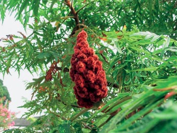 Škumpa (Rhus typhina laciniata) zdobí listy a neobvyklým květenstvím