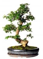 Ptačí zob (Ligustrum chinensis) pochází z Číny, kde se tato hojně větvená a hustá bonsaj používá na živé ploty, tato bonsaj je vhodná pro začátečníky