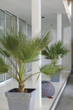 WASHINGTONIA FILIFERA